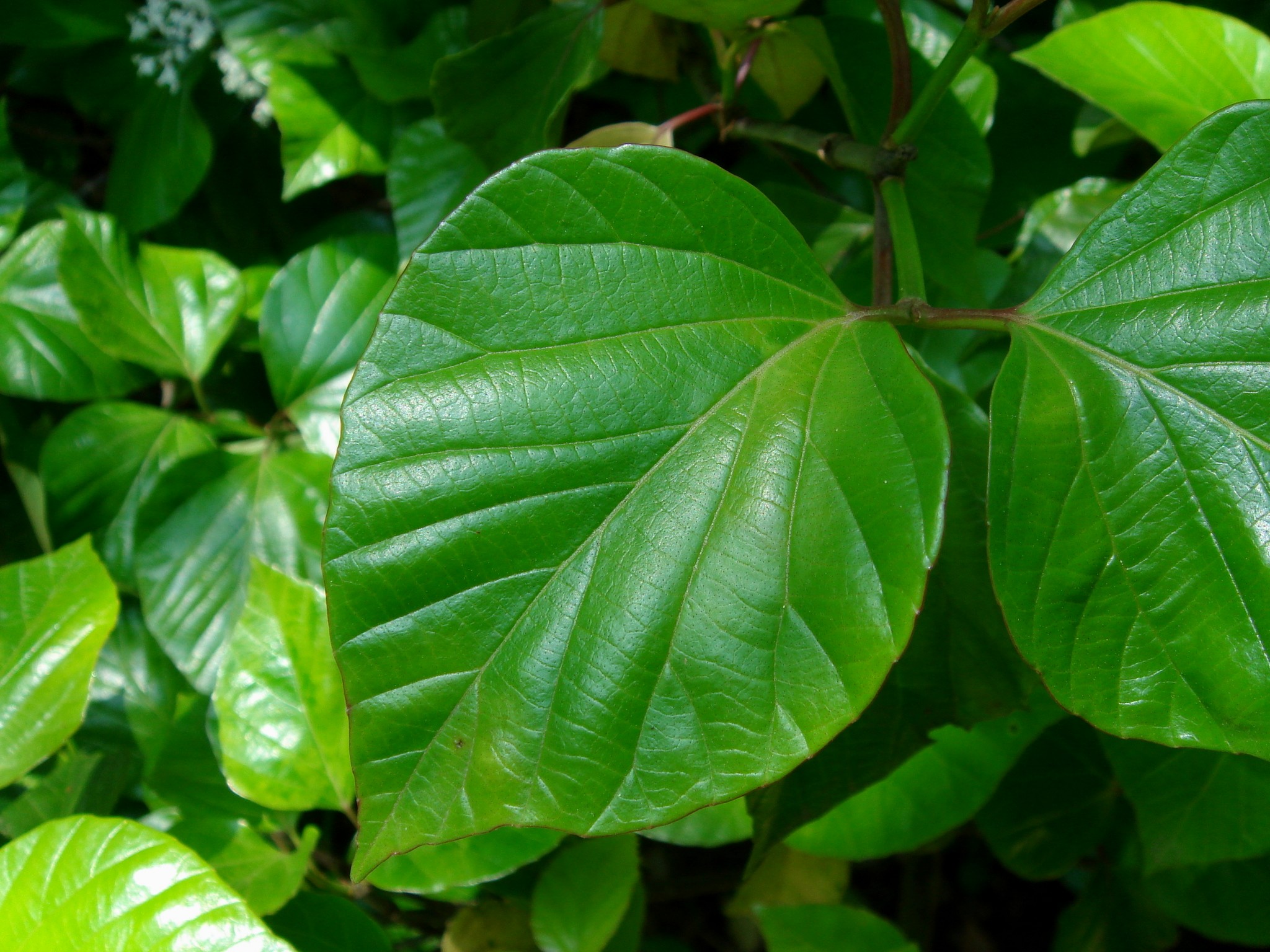 Viburnum japonicum (Thunberg) Sprengel
